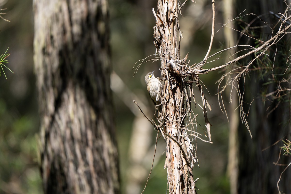 Yellow-faced Honeyeater - ML609527627