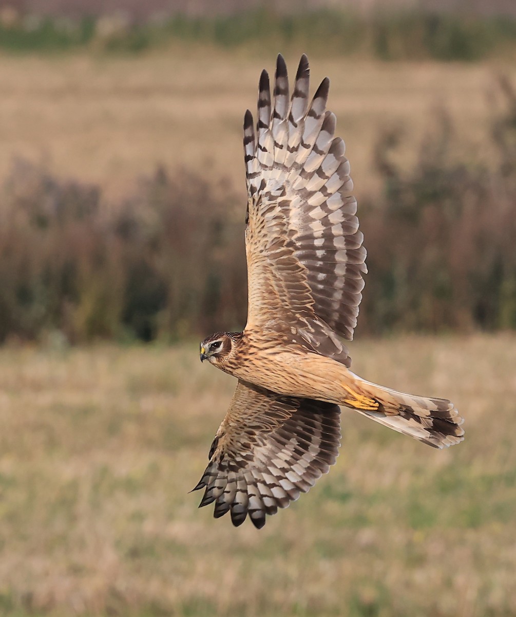 Hen Harrier - ML609527628