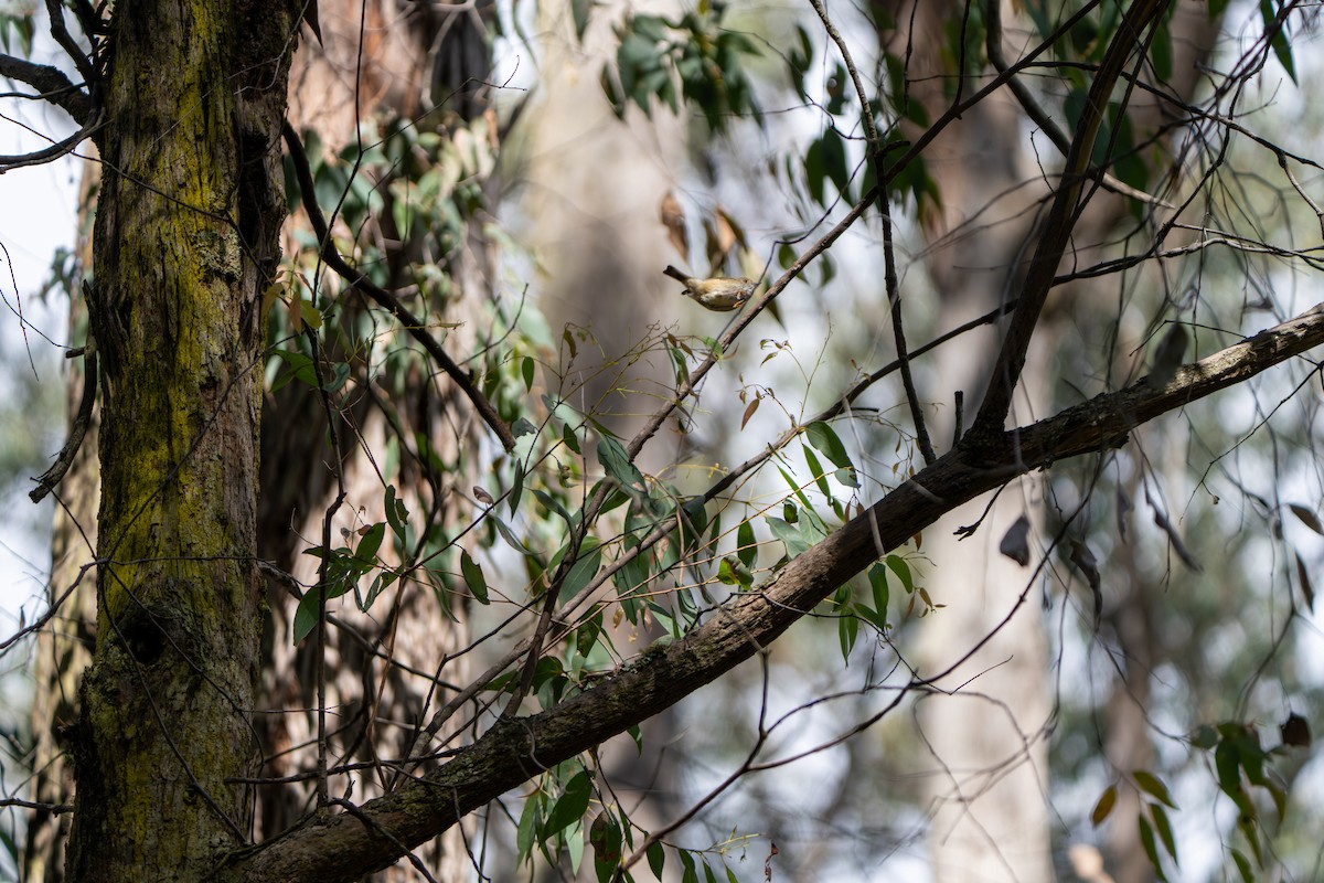 Brown Thornbill - ML609527631