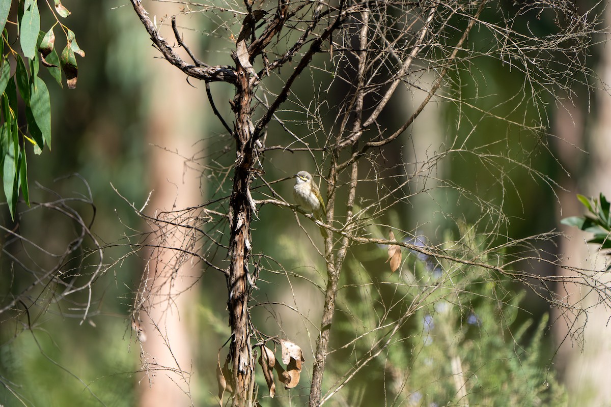Yellow-faced Honeyeater - ML609527637