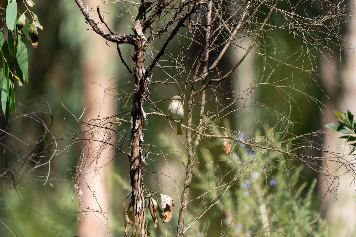 Yellow-faced Honeyeater - ML609527638
