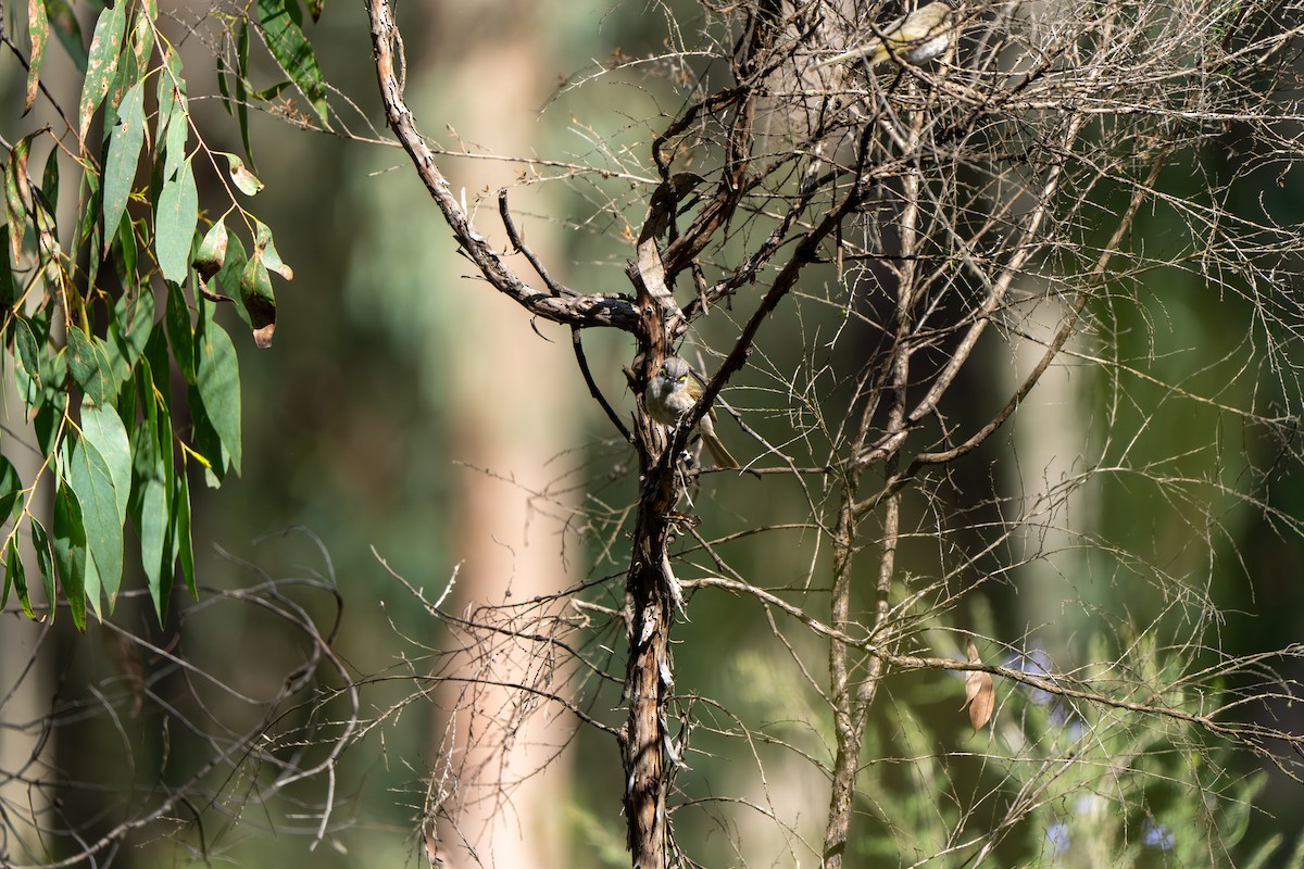 Yellow-faced Honeyeater - ML609527639