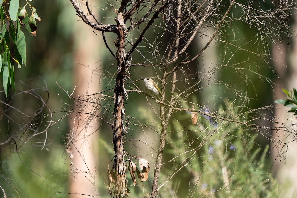 Yellow-faced Honeyeater - ML609527640