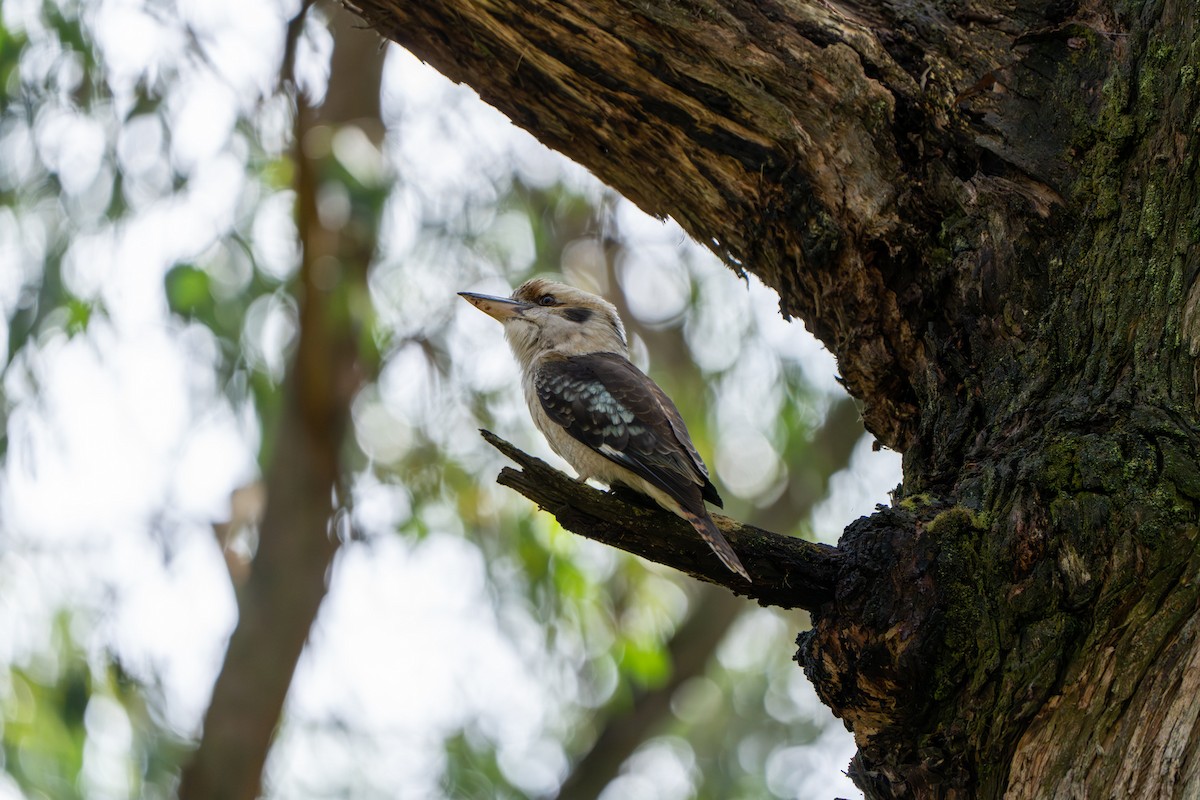 Laughing Kookaburra - ML609527643