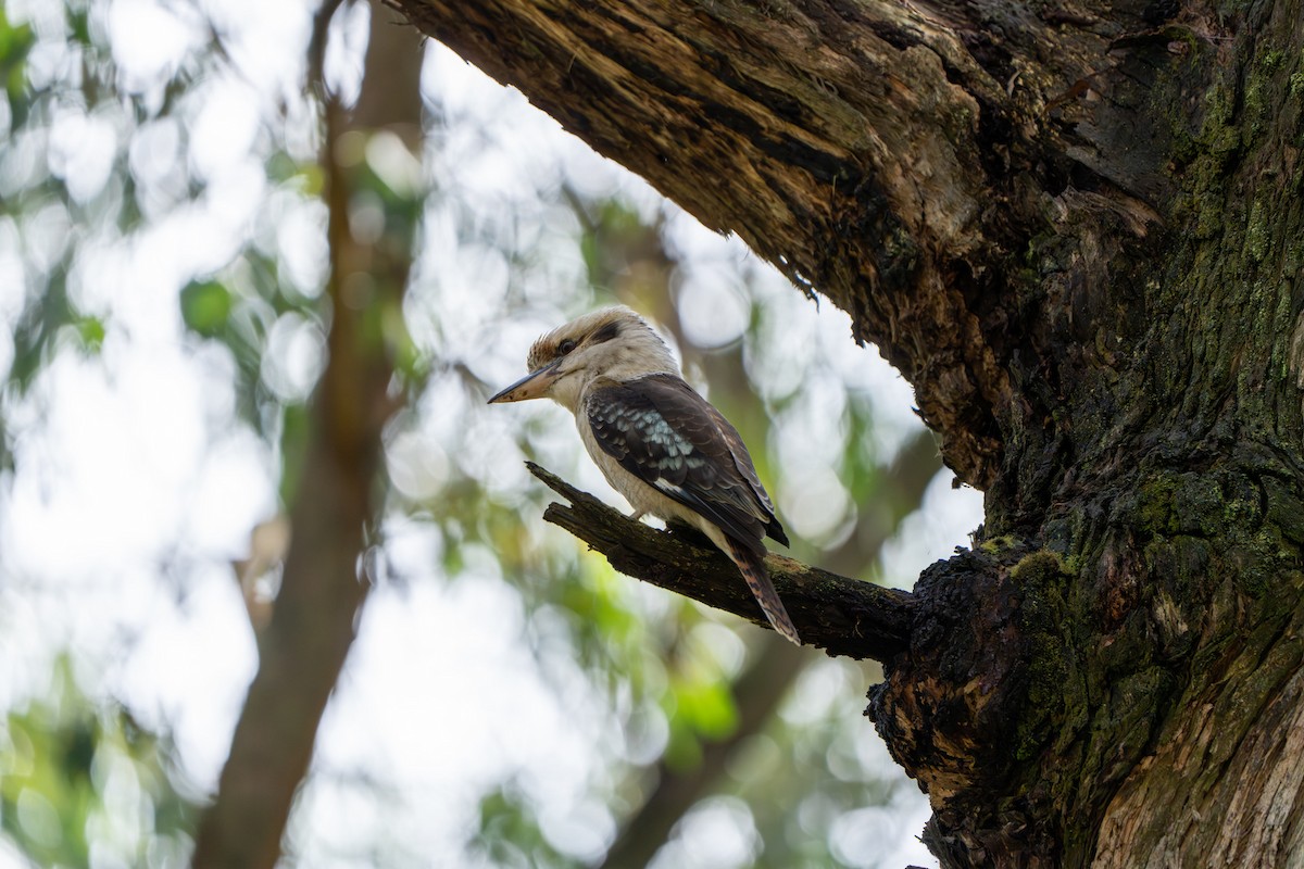Laughing Kookaburra - ML609527644