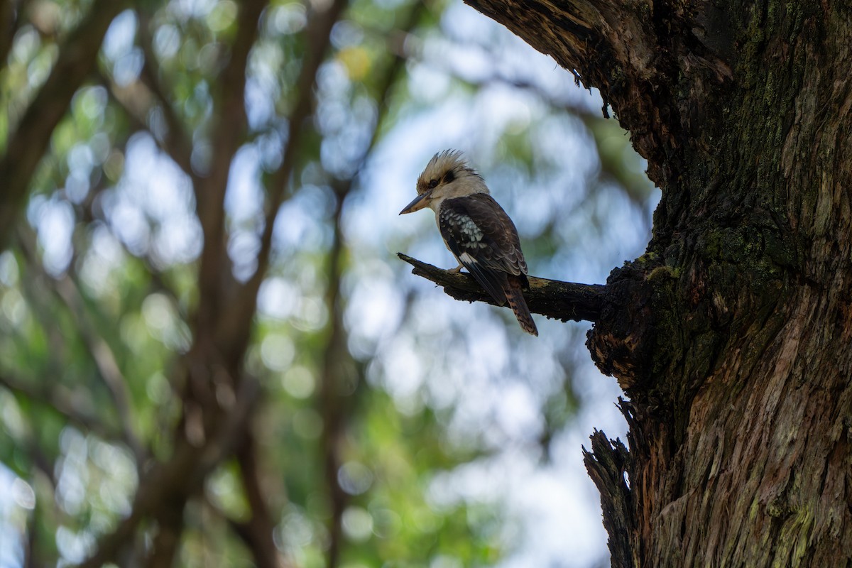 Laughing Kookaburra - ML609527645
