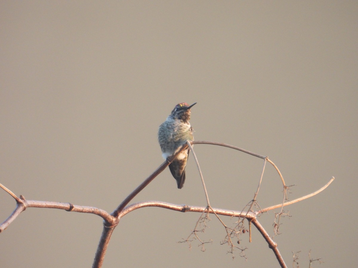 Colibrí de Anna - ML609527661