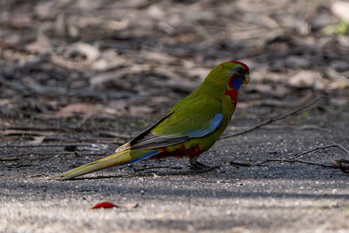 Crimson Rosella (Crimson) - ML609527709