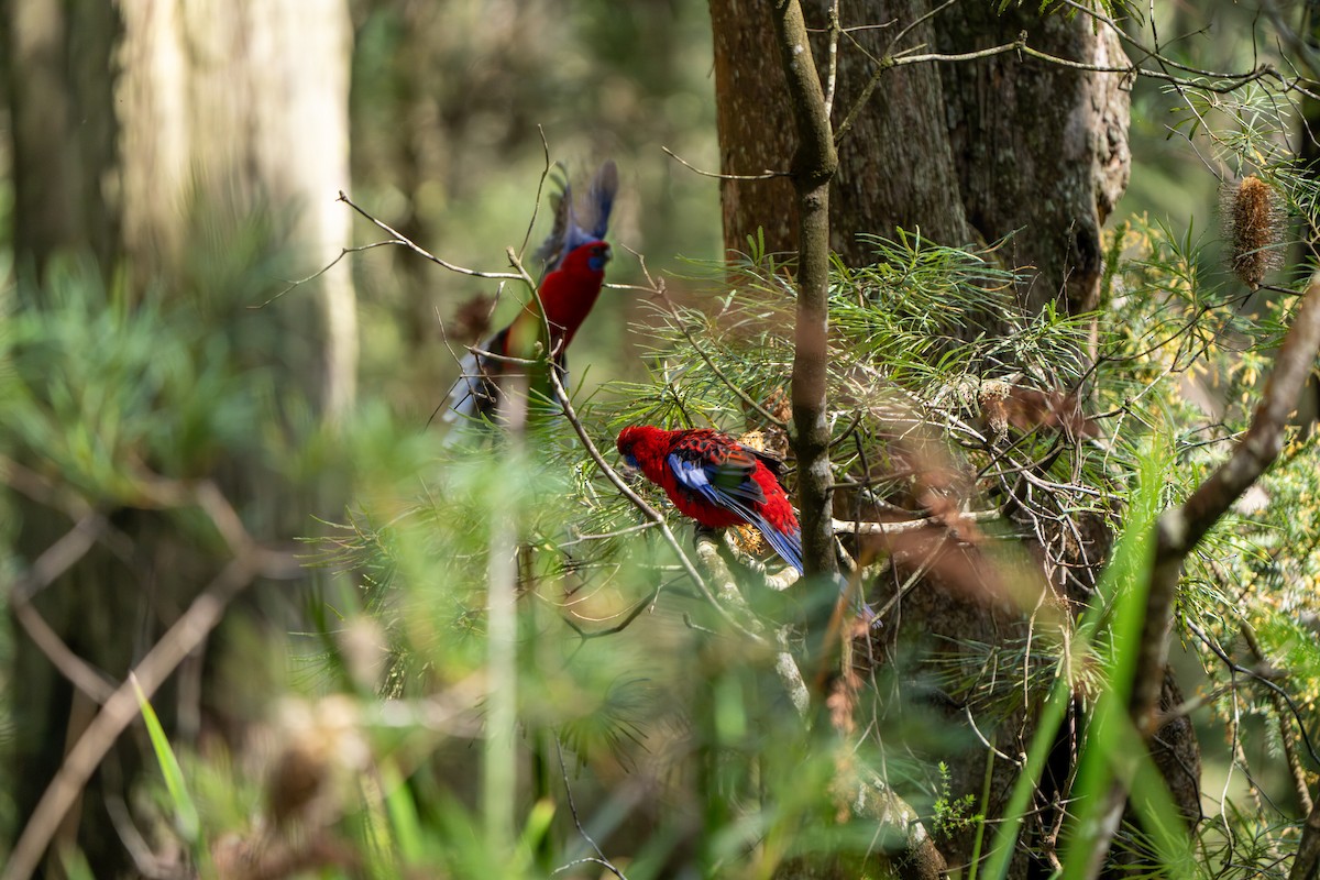 Crimson Rosella (Crimson) - ML609527710
