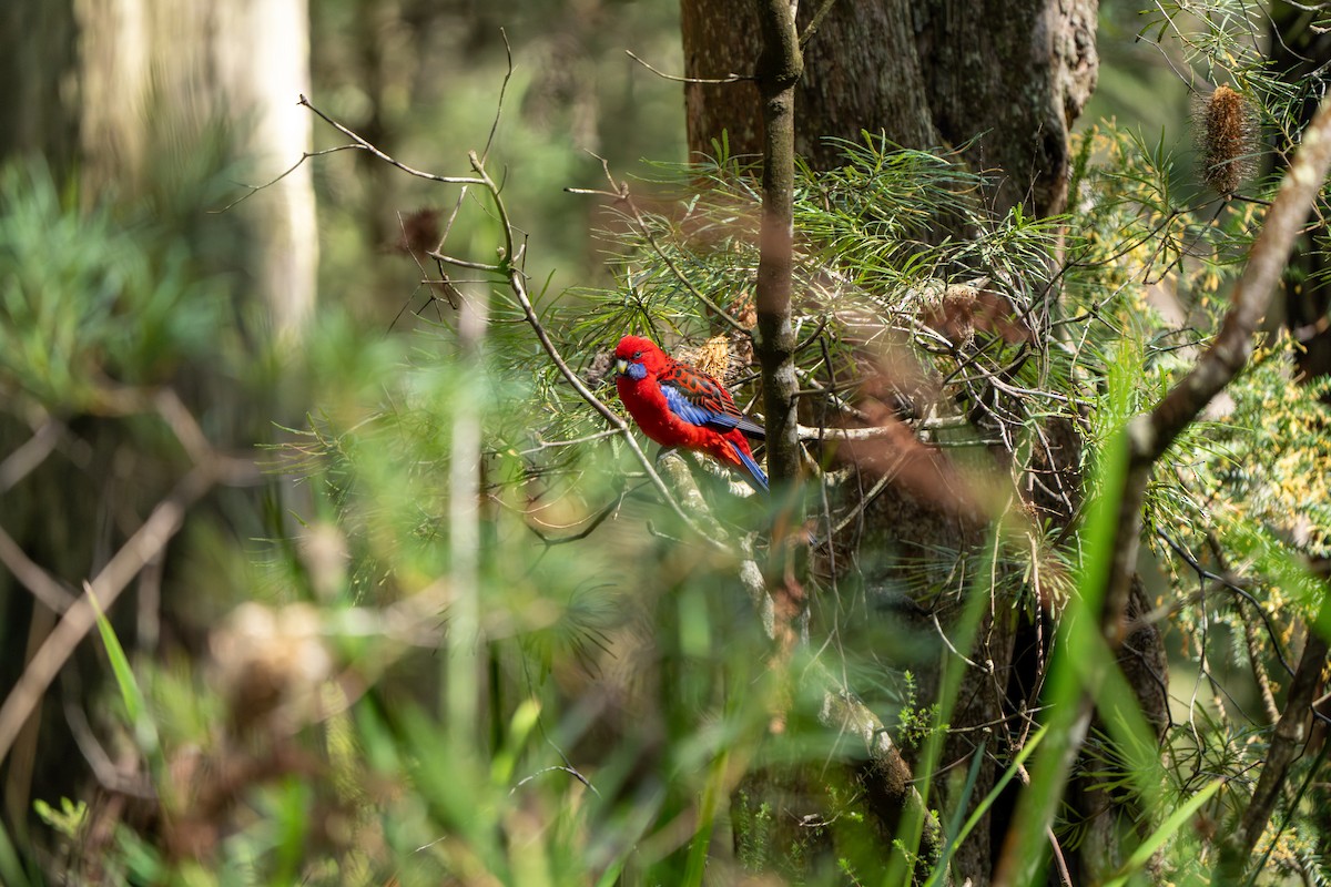 Crimson Rosella (Crimson) - ML609527711