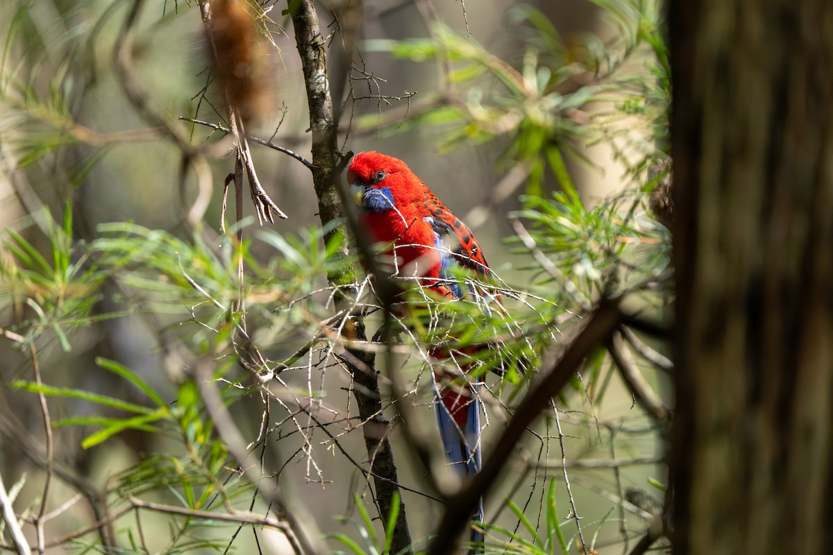 Crimson Rosella (Crimson) - ML609527712