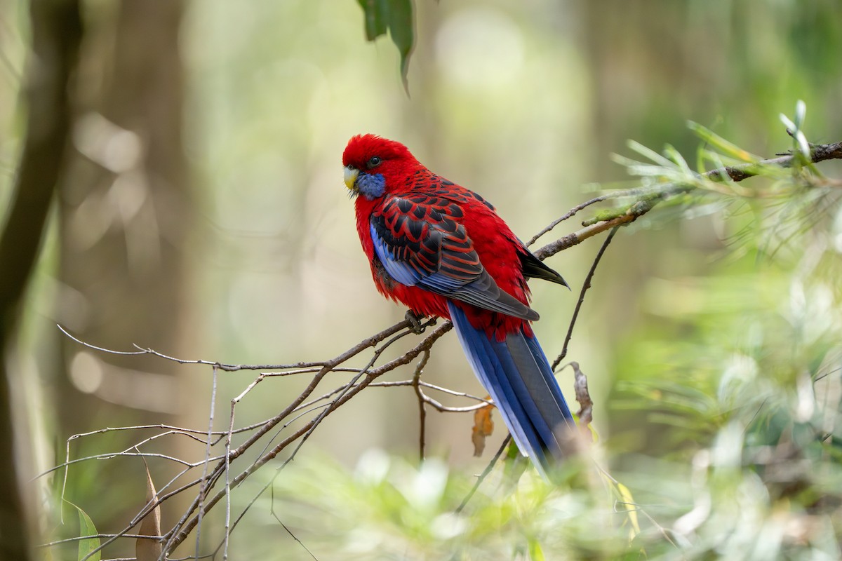 Crimson Rosella (Crimson) - ML609527713