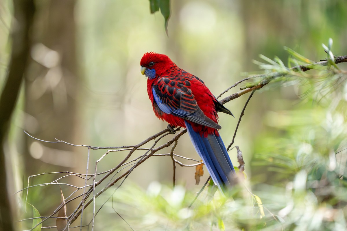 Crimson Rosella (Crimson) - ML609527714