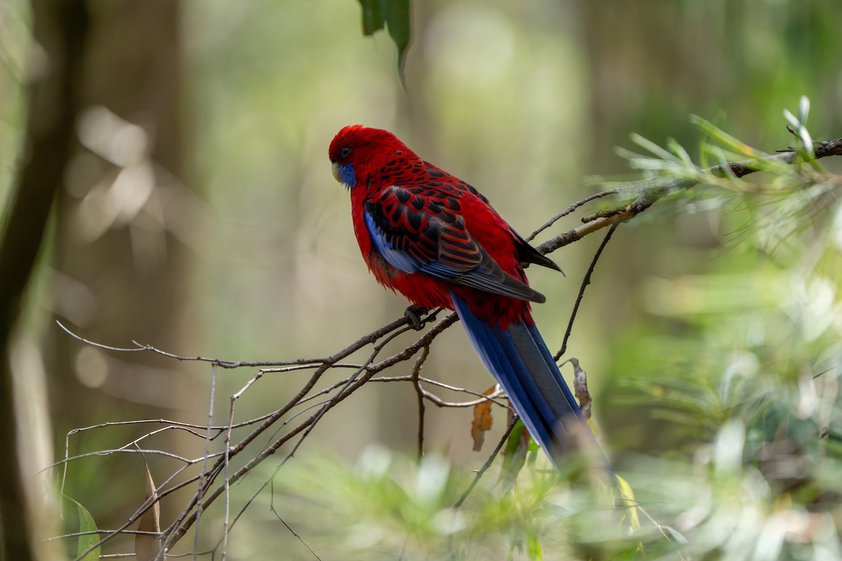 Crimson Rosella (Crimson) - ML609527715