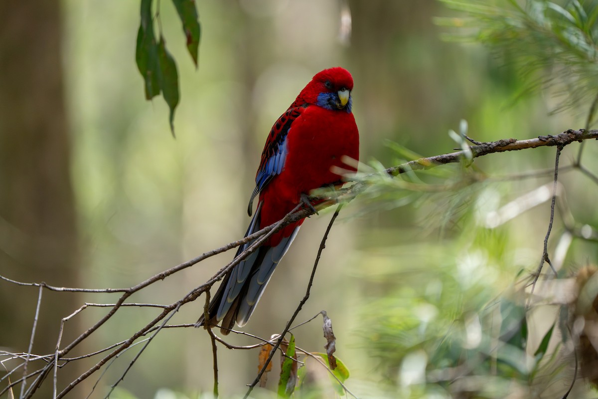 Crimson Rosella (Crimson) - ML609527716