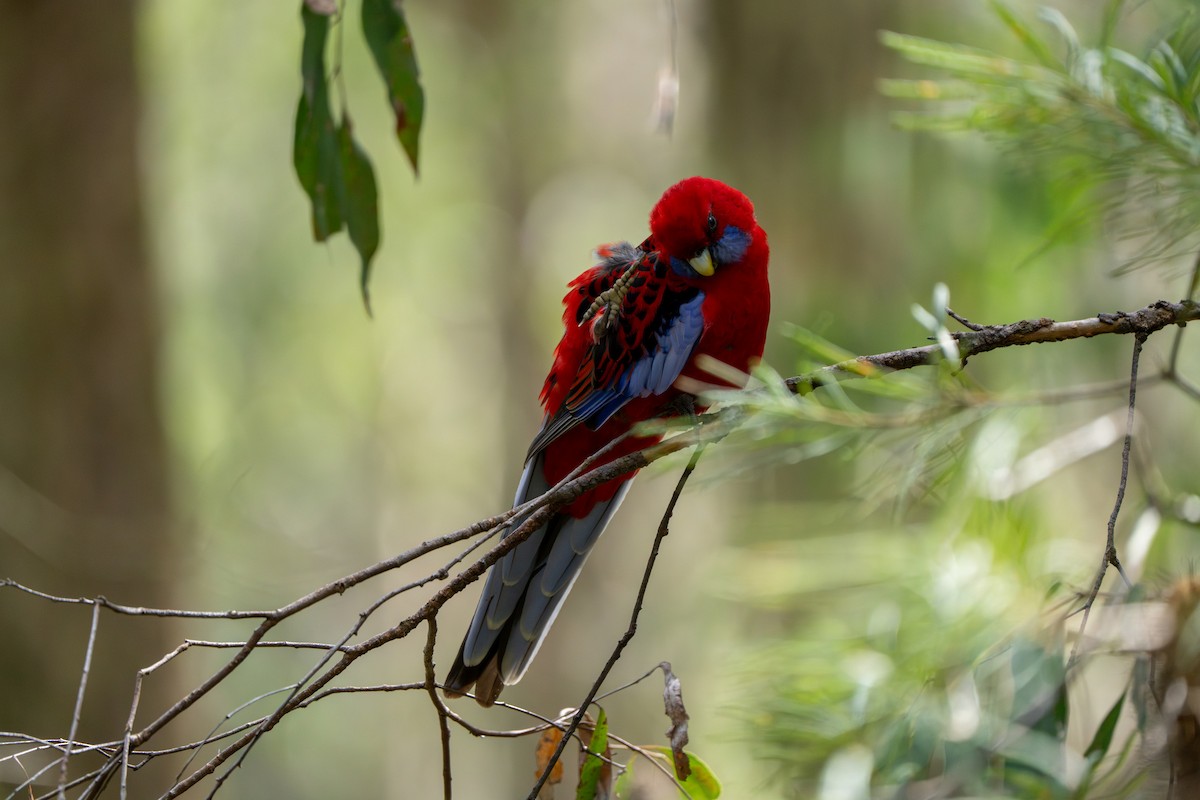 Crimson Rosella (Crimson) - ML609527717