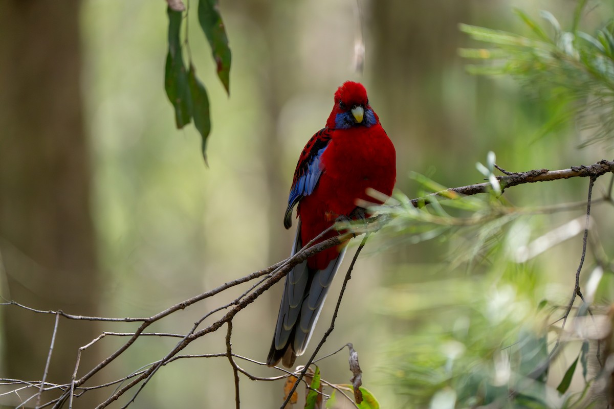 Crimson Rosella (Crimson) - ML609527718