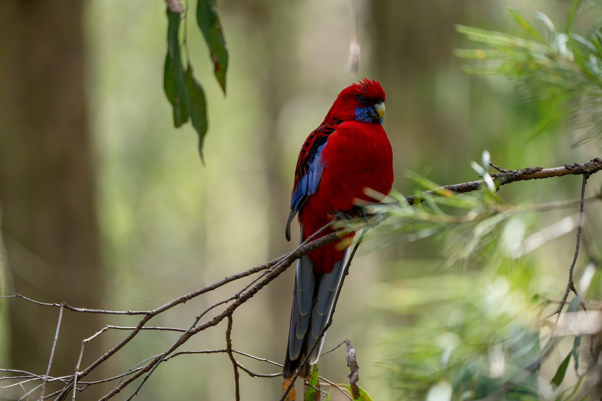 Crimson Rosella (Crimson) - ML609527719