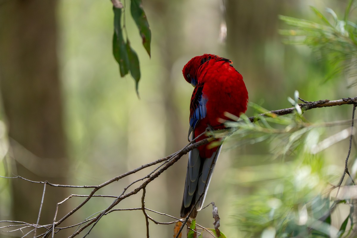 Crimson Rosella (Crimson) - ML609527720