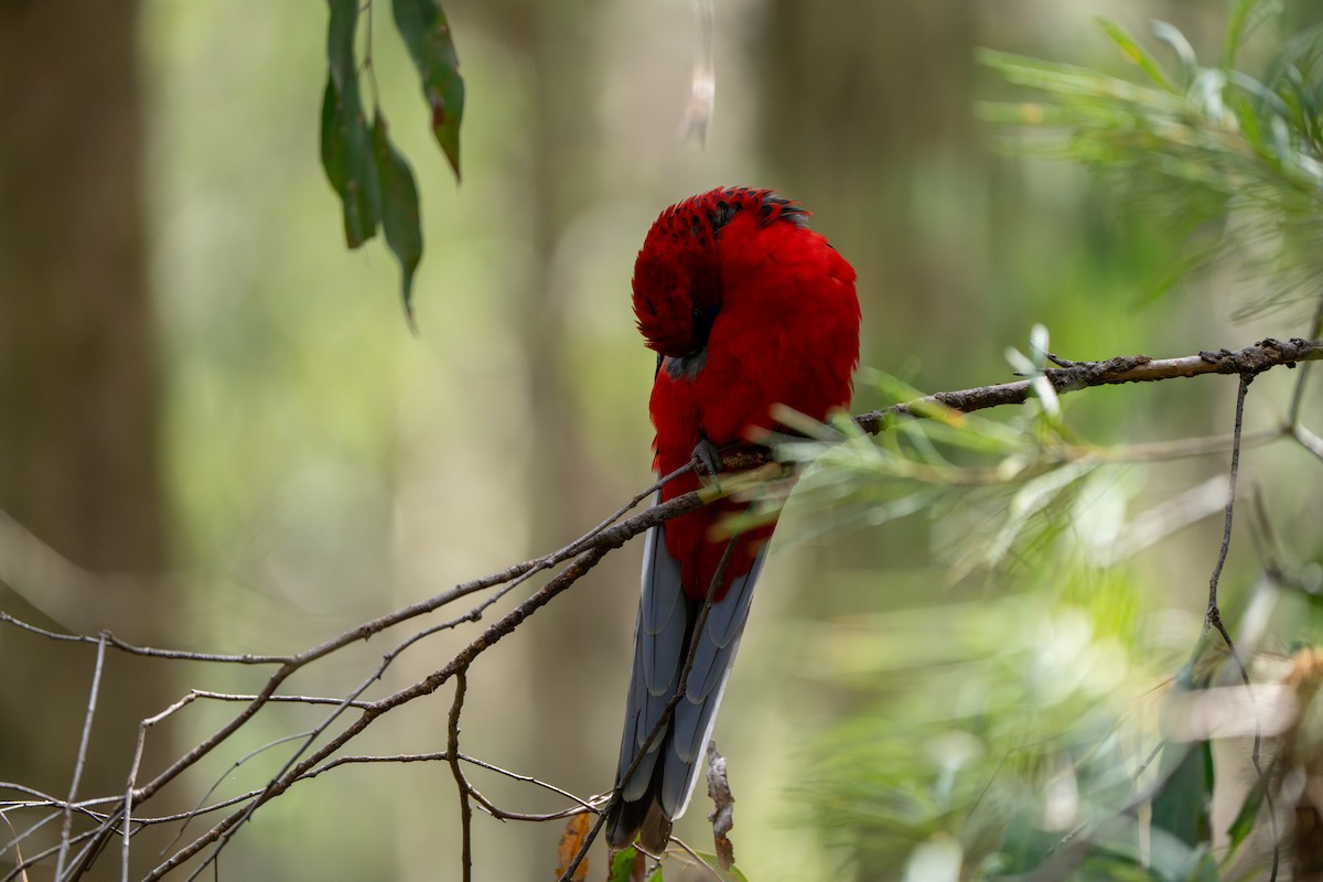 Crimson Rosella (Crimson) - ML609527721