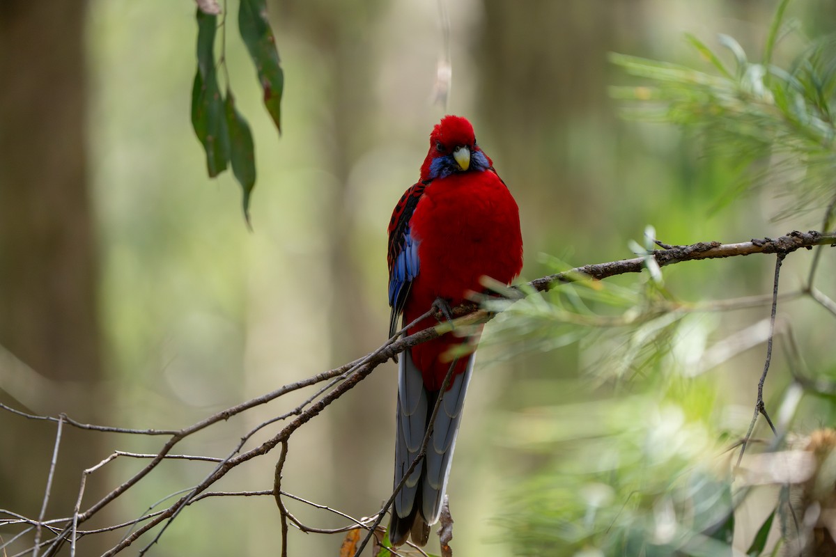 Crimson Rosella (Crimson) - ML609527722