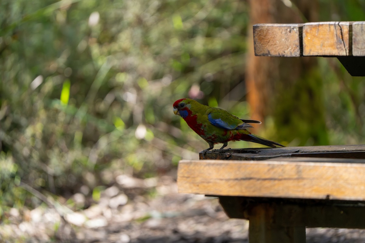 Crimson Rosella (Crimson) - ML609527723