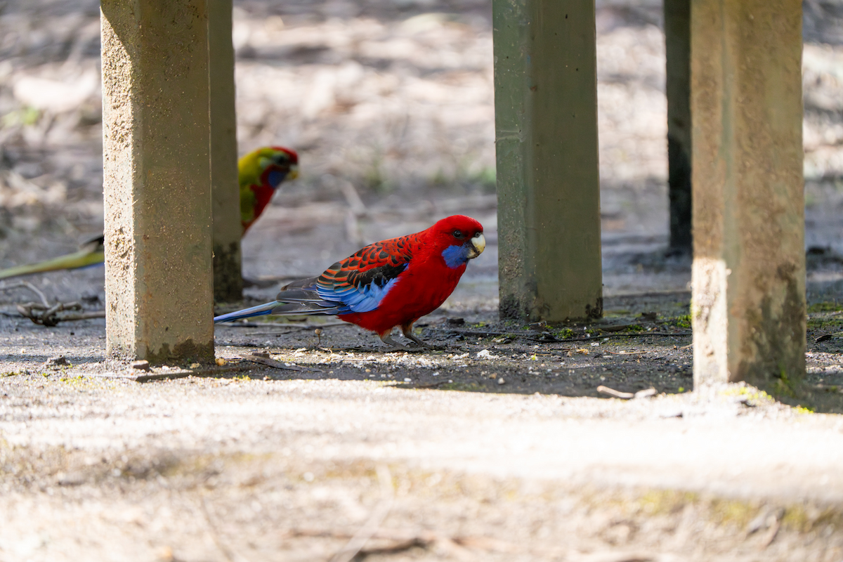 Crimson Rosella (Crimson) - ML609527724