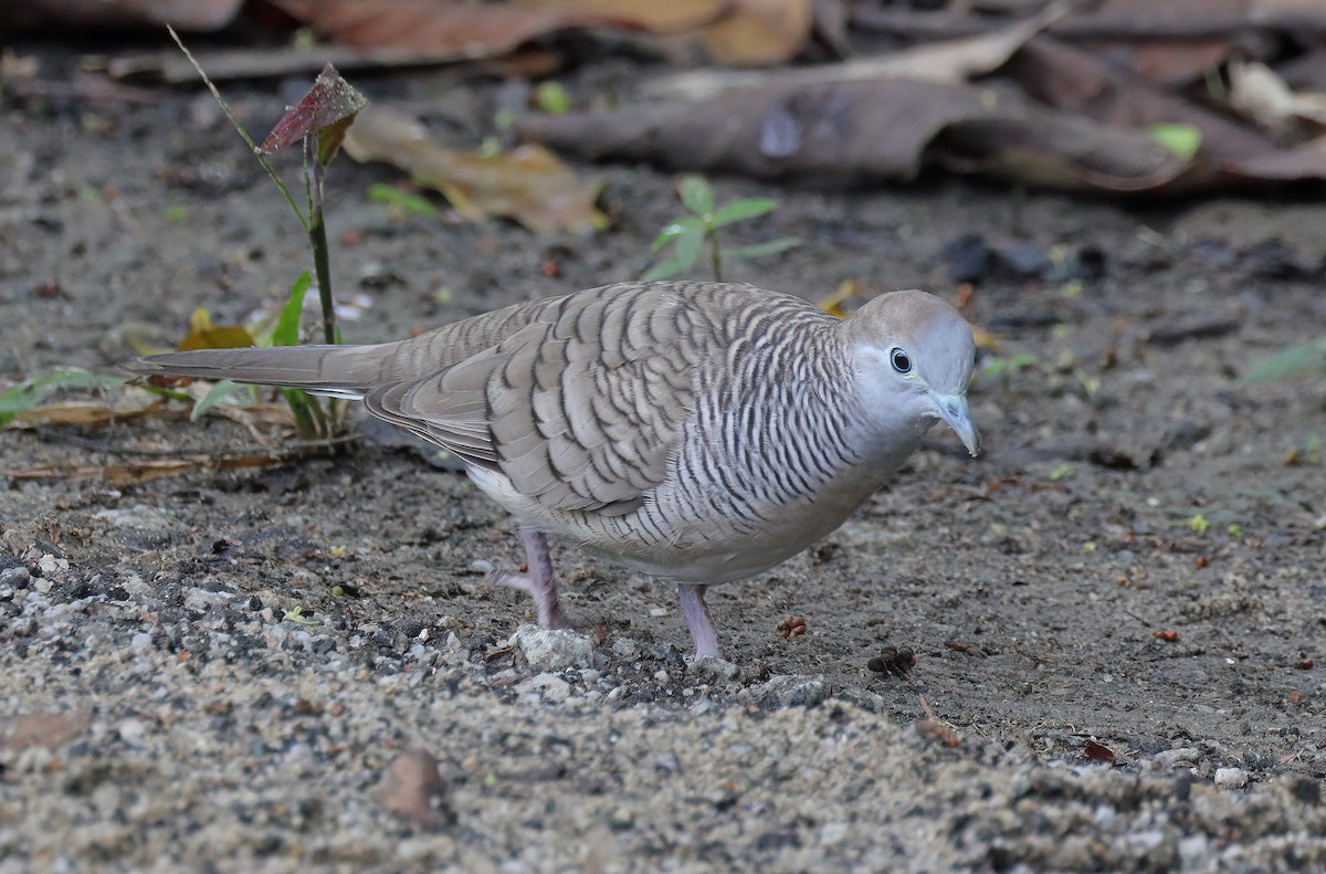 Zebra Dove - ML609527730