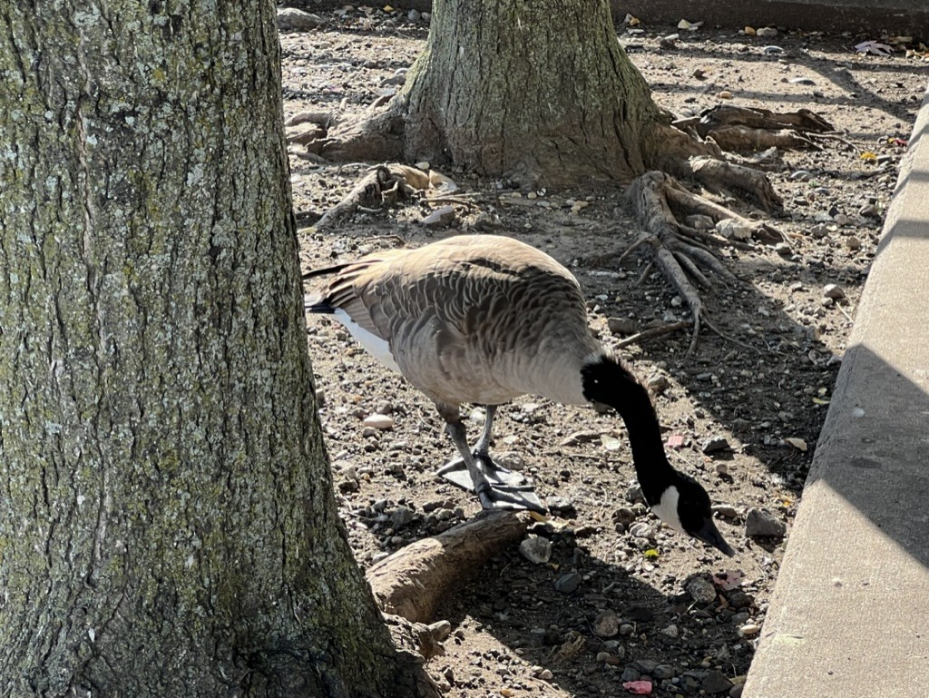 Canada Goose - ML609527751