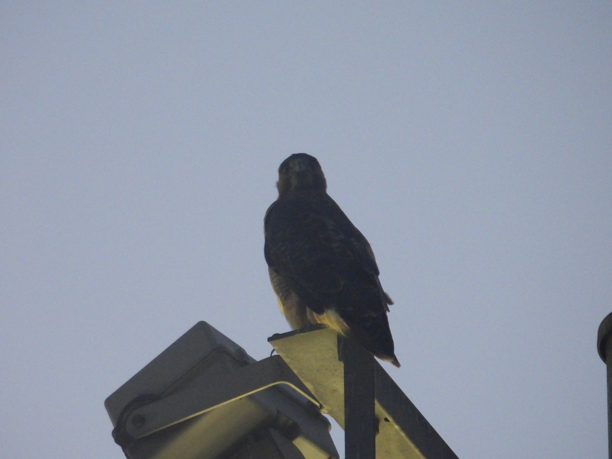 Red-tailed Hawk - ML609527766