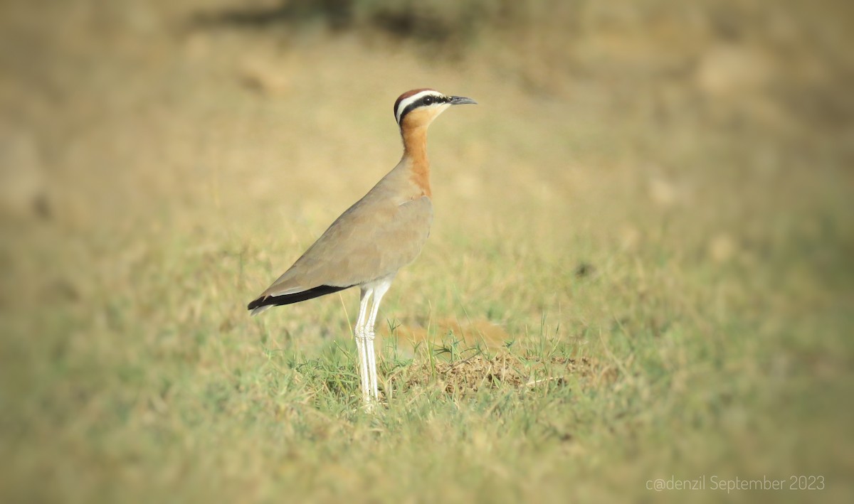 Indian Courser - Denzil Britto