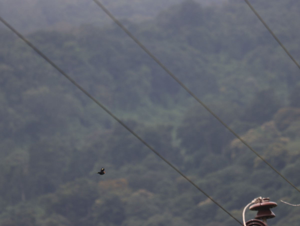 Southern Hill Myna - KARTHIKEYAN R