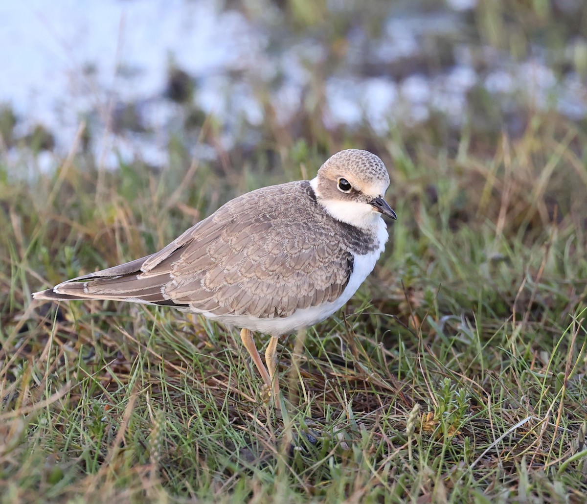 Little Ringed Plover - ML609527886