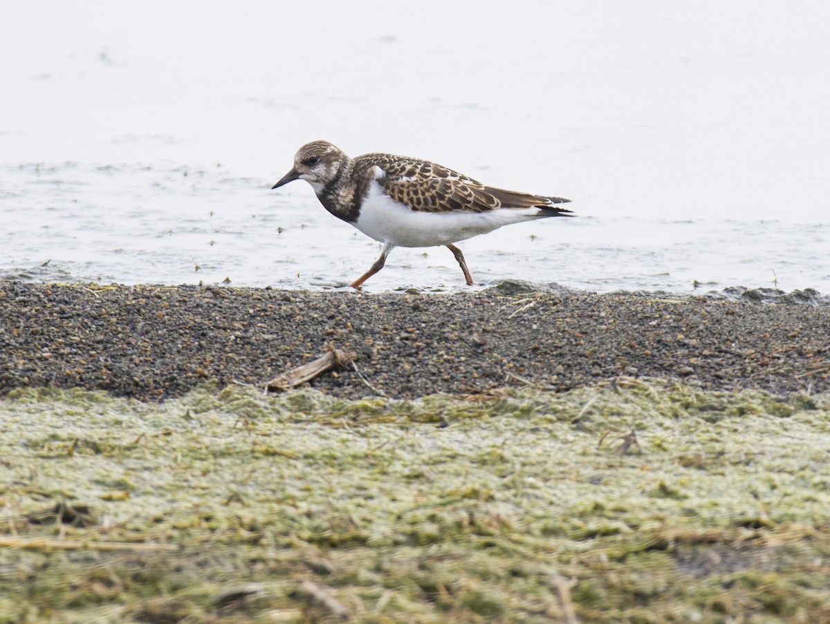 翻石鷸 - ML609527939