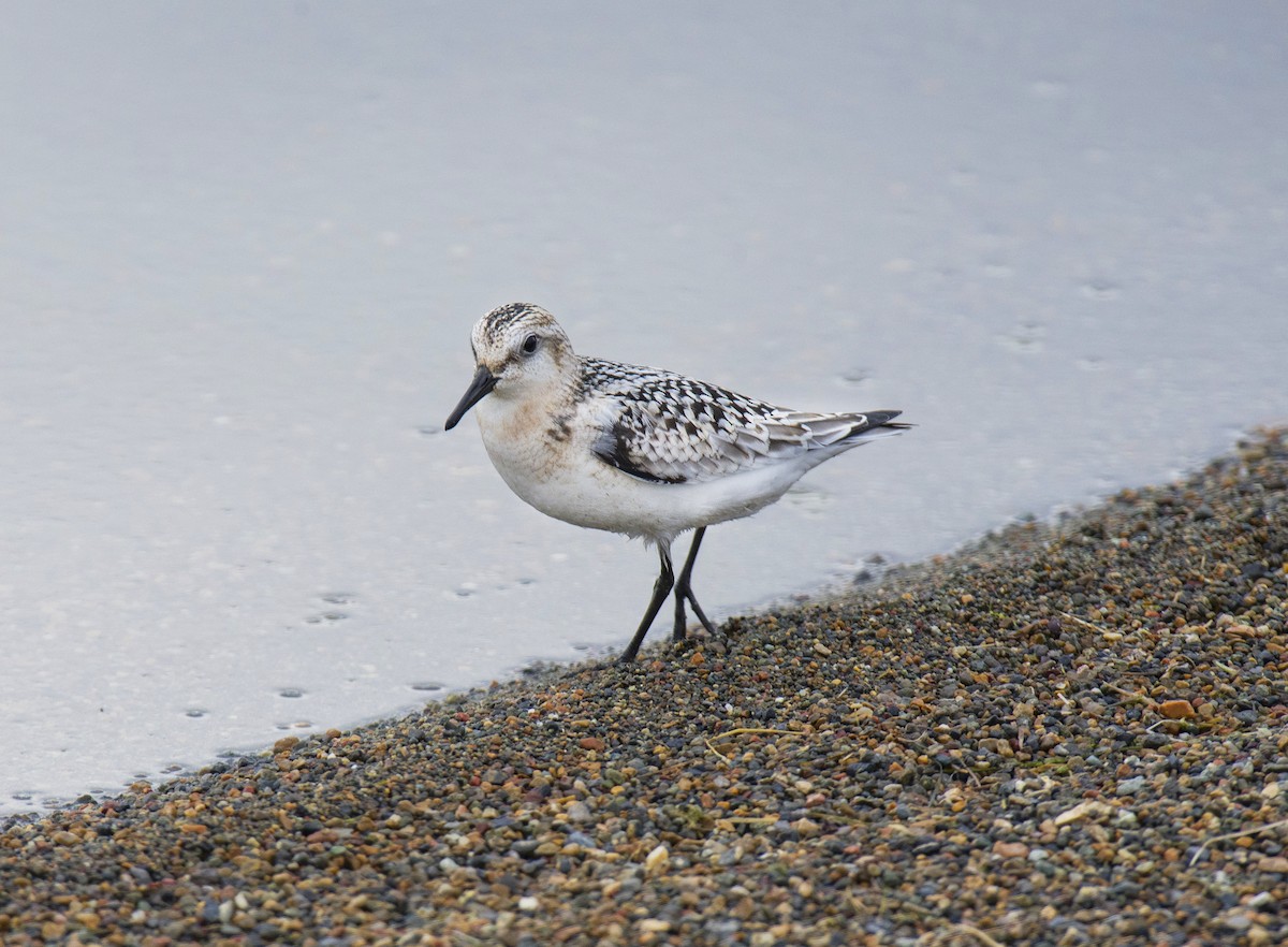 三趾濱鷸 - ML609527945