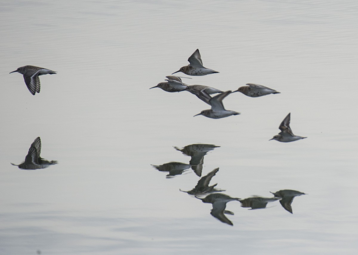 黑腹濱鷸 - ML609527949