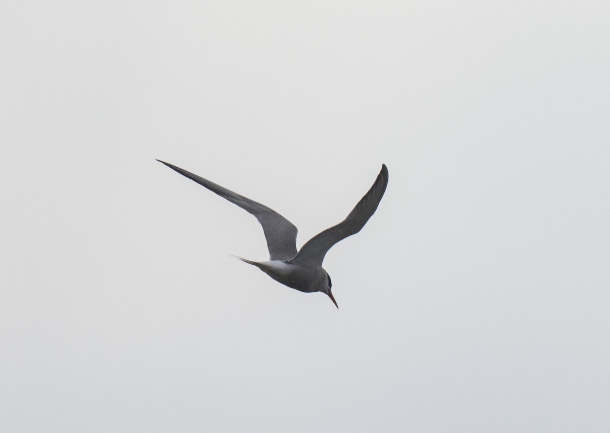 燕鷗 - ML609527972