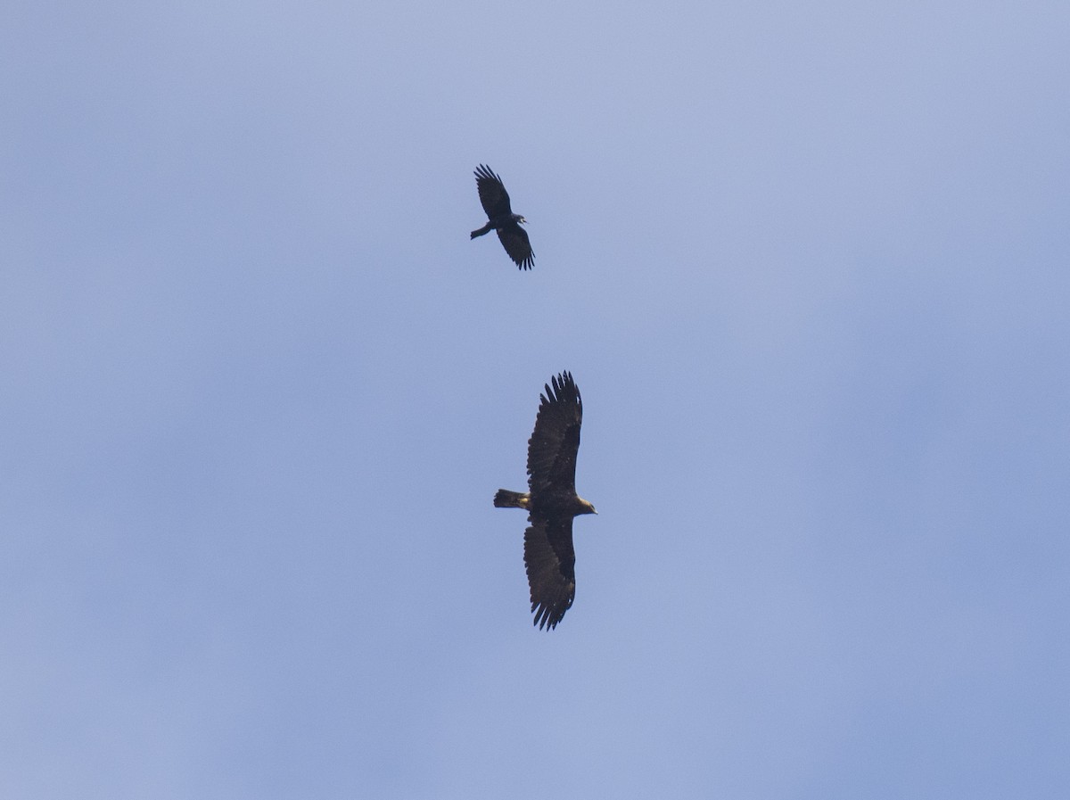 白肩鵰 - ML609527976