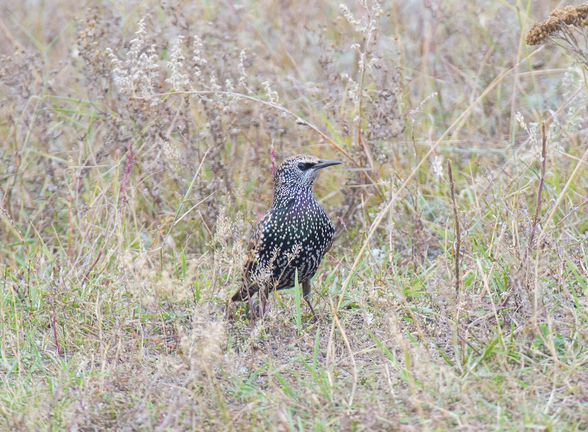 歐洲椋鳥 - ML609527994