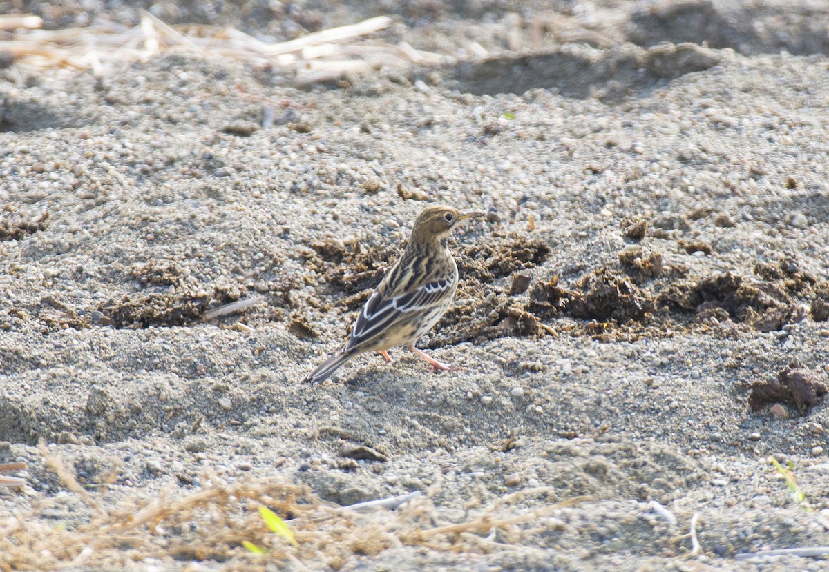 赤喉鷚 - ML609527996