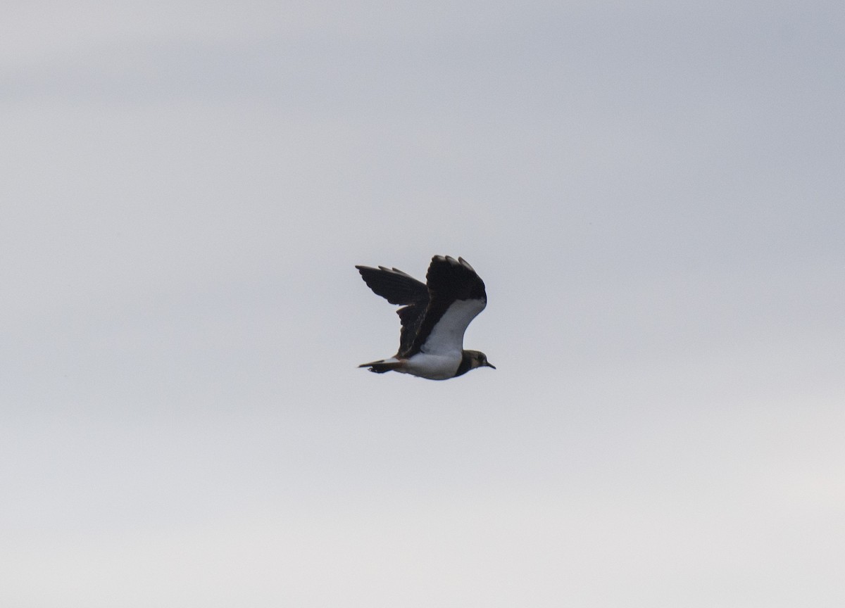 小辮鴴 - ML609528014