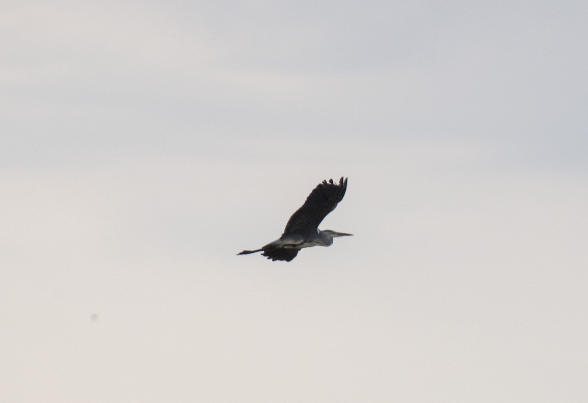 蒼鷺 - ML609528016