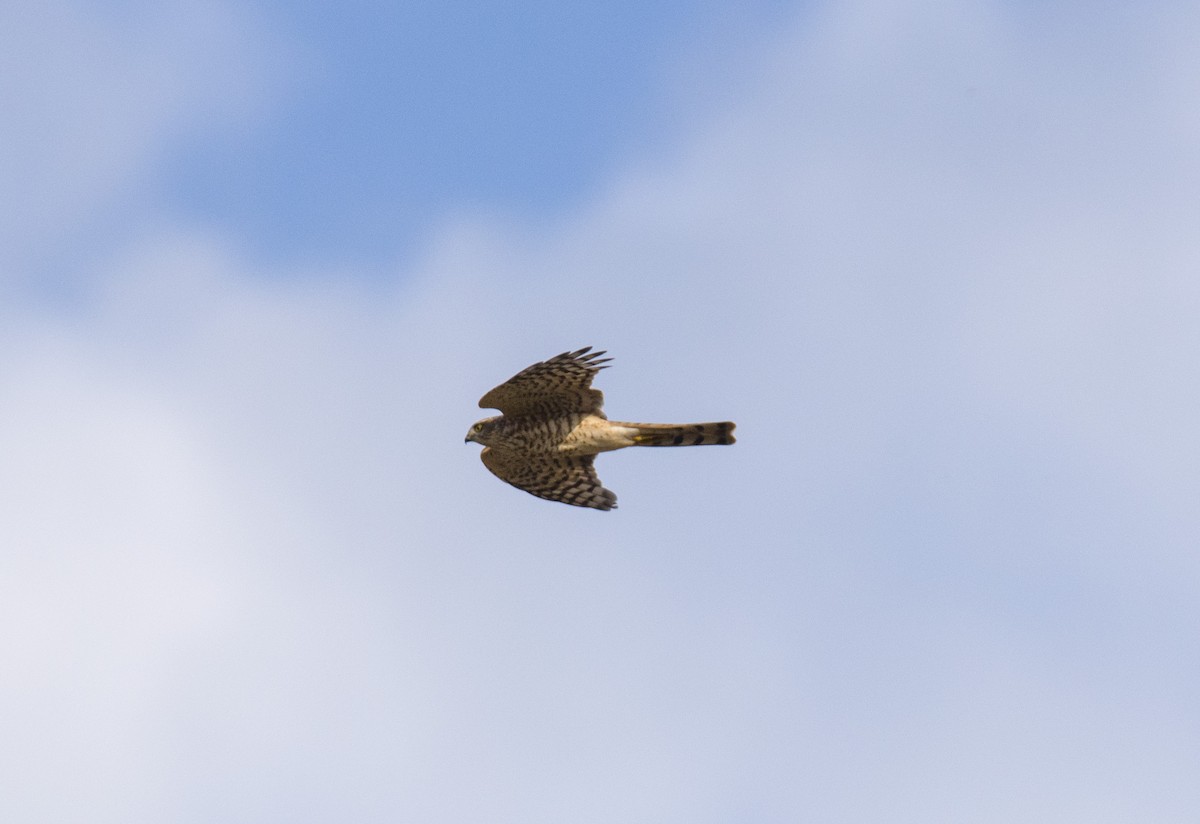 北雀鷹 - ML609528017