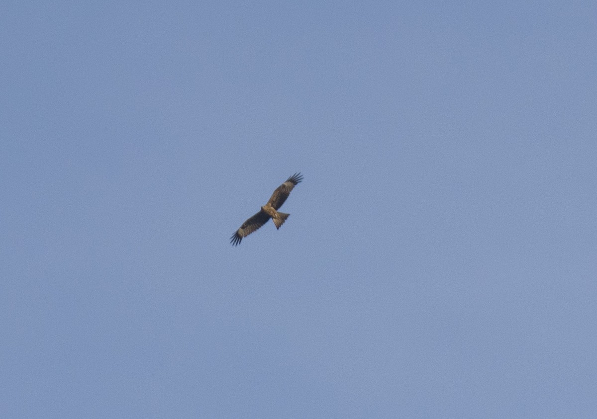 黑鳶 - ML609528020