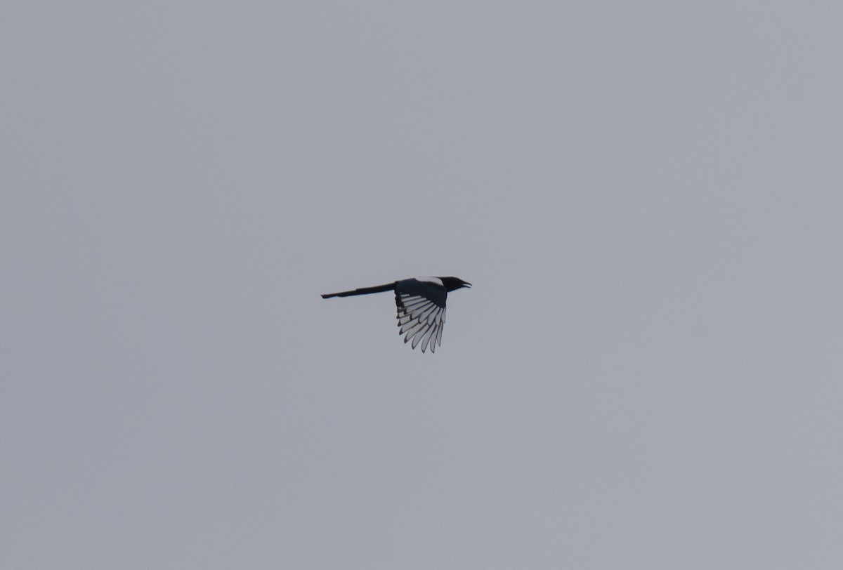 Eurasian Magpie - ML609528027