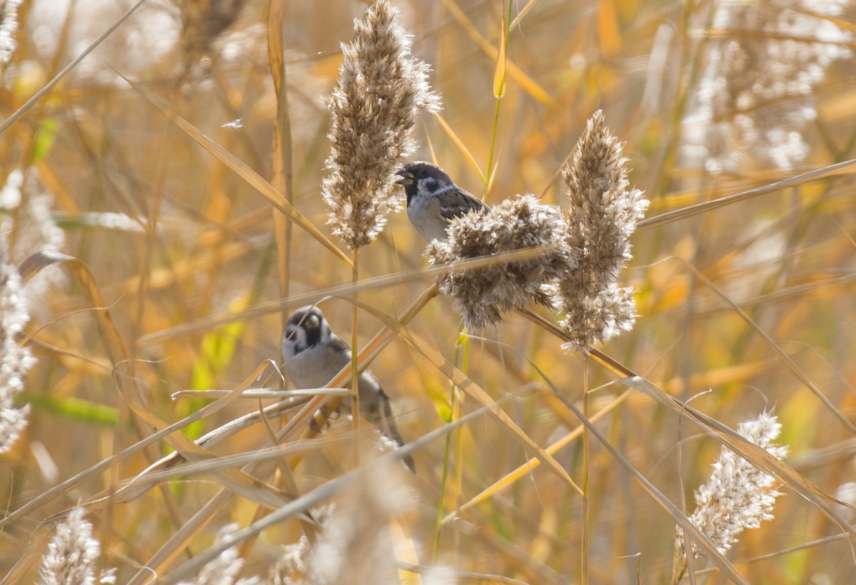 麻雀 - ML609528030