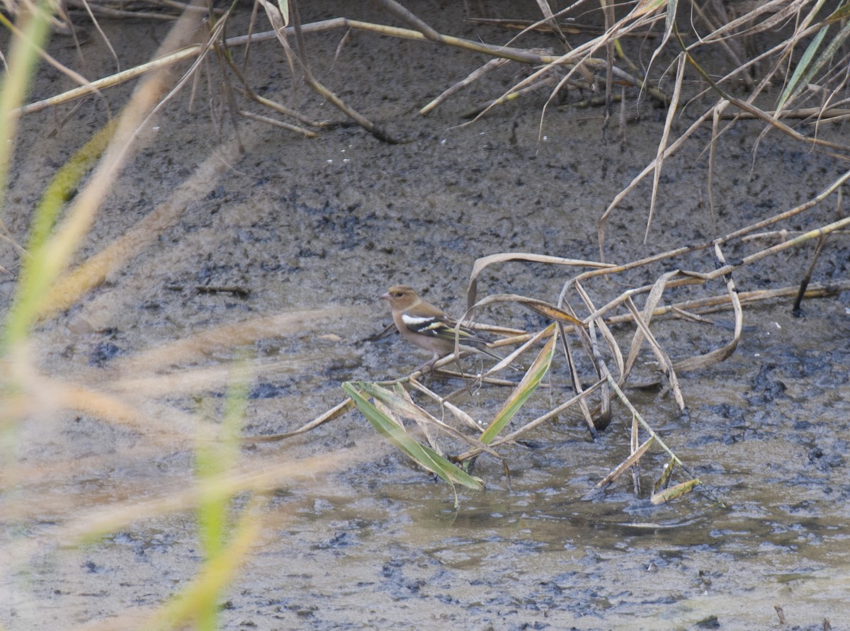 Common Chaffinch - ML609528031