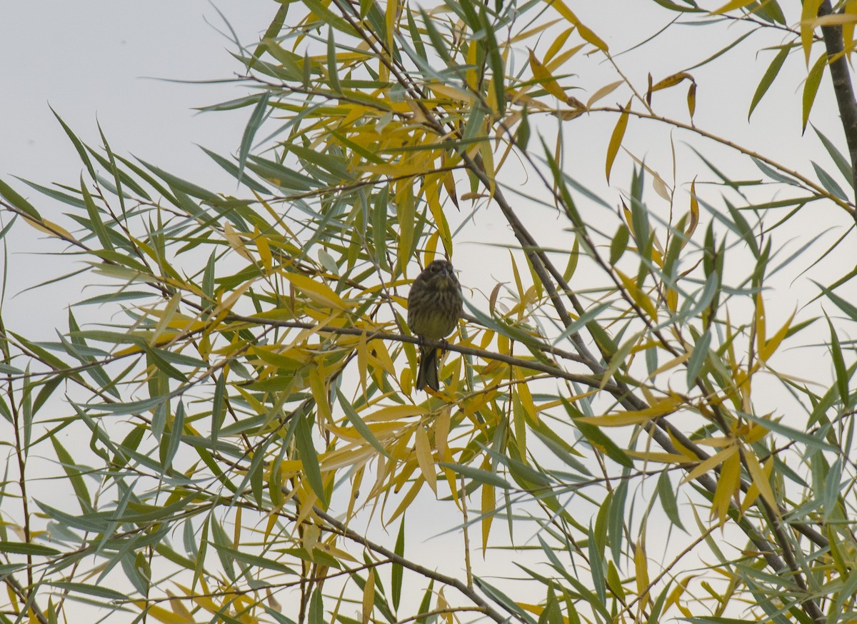 Yellowhammer - ML609528034