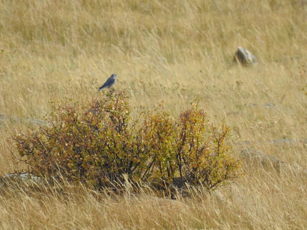 Mountain Bluebird - ML609528141