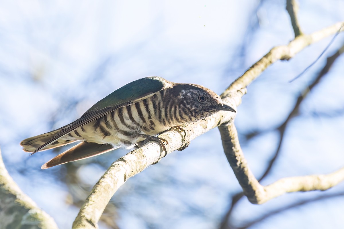 Shining Bronze-Cuckoo - ML609528170